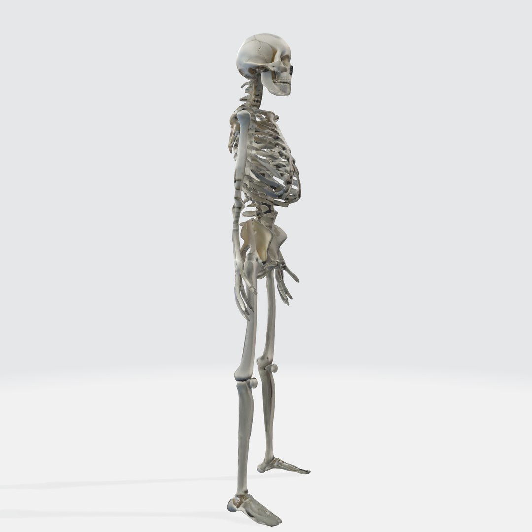 3D A Full-body Skeleton - TurboSquid 2262647
