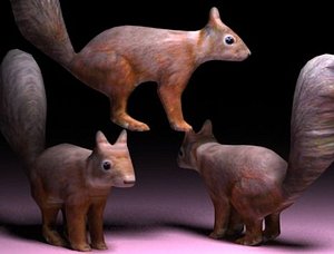 max squirrel