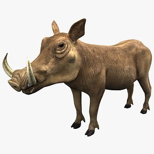 Common Warthog