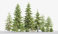 Picea Pack 01