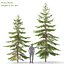 Picea Pack 01