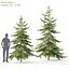 Picea Pack 01