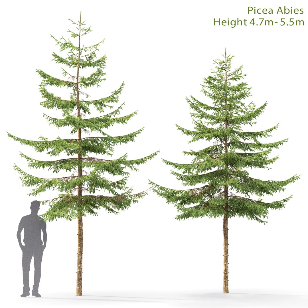 forest spruce trees 3D model https://p.turbosquid.com/ts-thumb/0h/9NweyC/YRACs7nA/05/jpg/1549716659/1920x1080/fit_q87/a1e76173aeed45d8b665fa86c77c32d0b7164e92/05.jpg