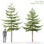 Picea Pack 01