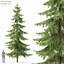Picea Pack 01