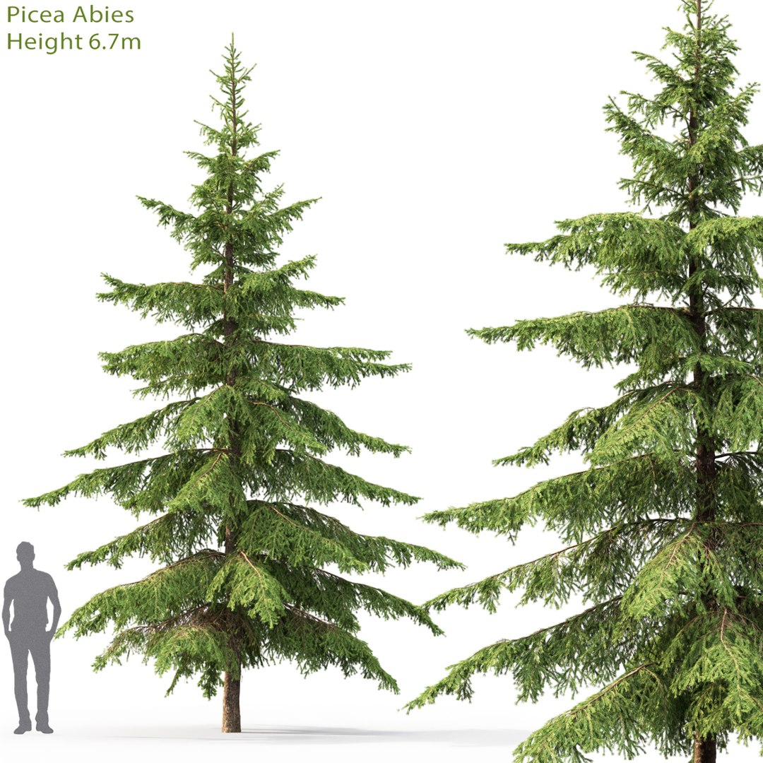forest spruce trees 3D model https://p.turbosquid.com/ts-thumb/0h/9NweyC/lf0XpSq6/09/jpg/1549716769/1920x1080/fit_q87/09632c8ee18cd3ad5cb77ab660d7a192de373be9/09.jpg