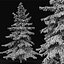 Picea Pack 01