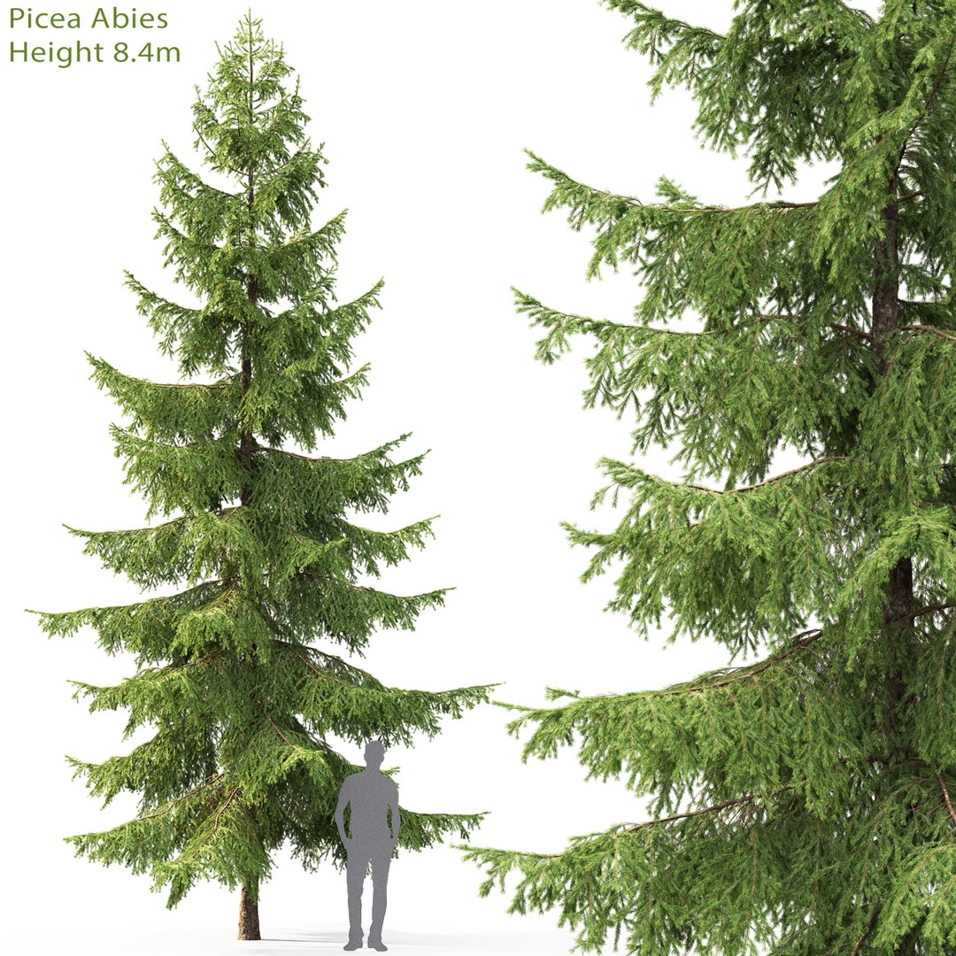 forest spruce trees 3D model https://p.turbosquid.com/ts-thumb/0h/9NweyC/nueOhzzC/07/jpg/1549716711/1920x1080/fit_q87/e27992e725d166313050904385bf4fbe3e808dc6/07.jpg