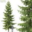 Picea Pack 01