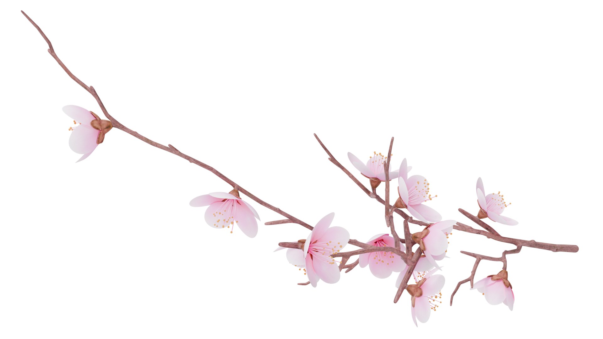 Sakura Branches 09 model https://p.turbosquid.com/ts-thumb/0h/DGotA2/gJ/sakurabranches_09_r_02/png/1729598014/1920x1080/fit_q87/c1c3a1af7c7df37cf057ba4993c983dfde3378df/sakurabranches_09_r_02.jpg