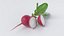 Cartoon Vegetables Big Collection