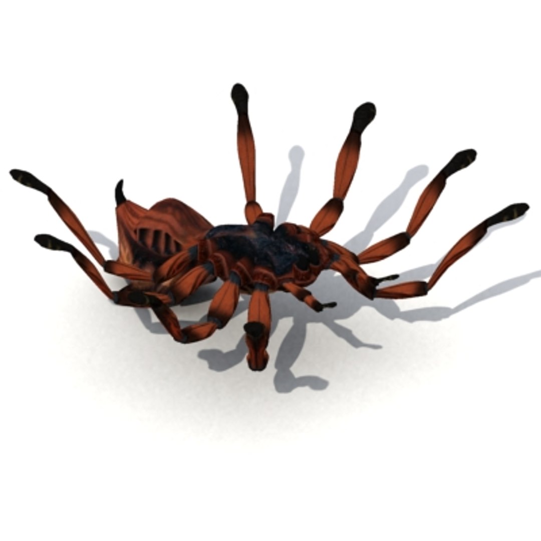 Red Spider 3d Max