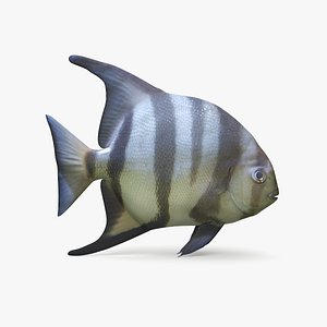 3D spadefish pbr