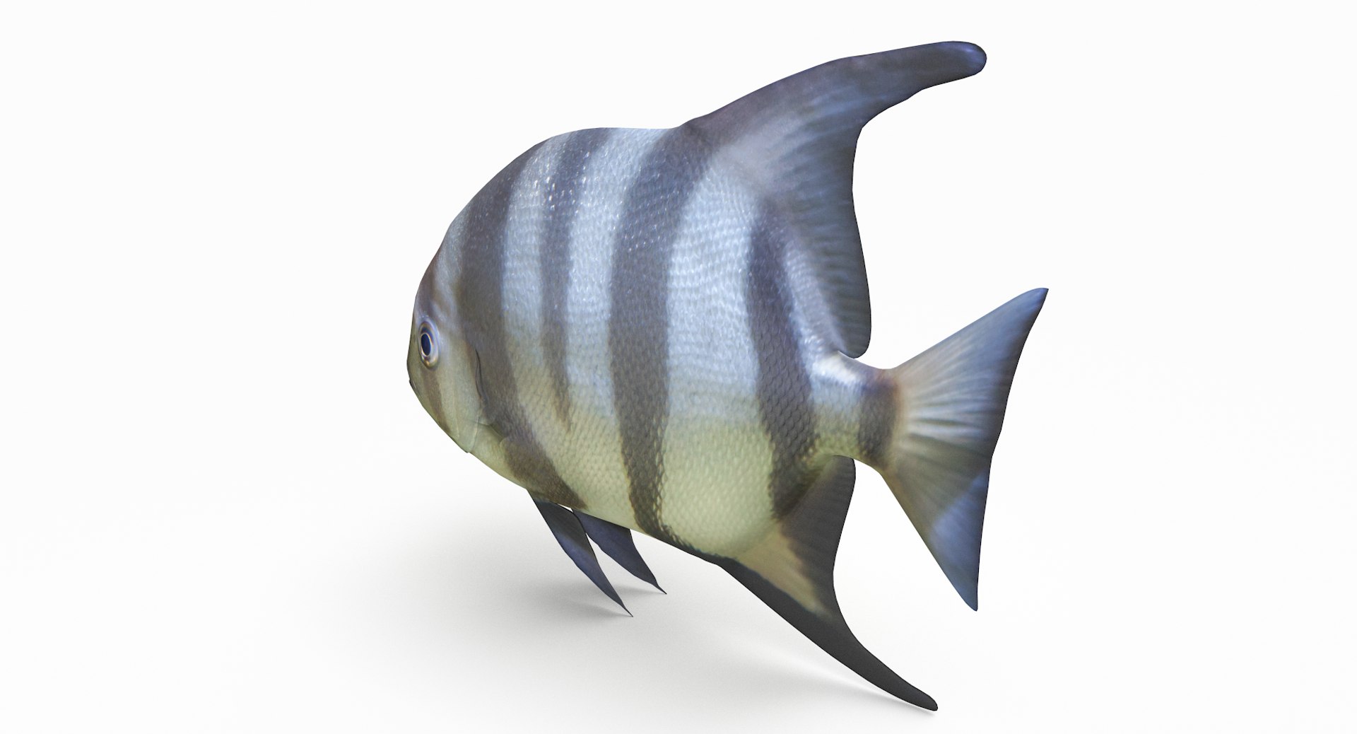 3D Spadefish Pbr - TurboSquid 1465348