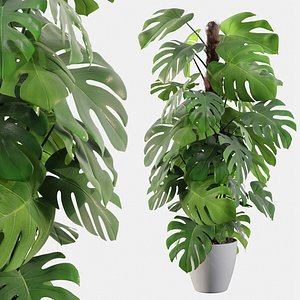 3D monstera