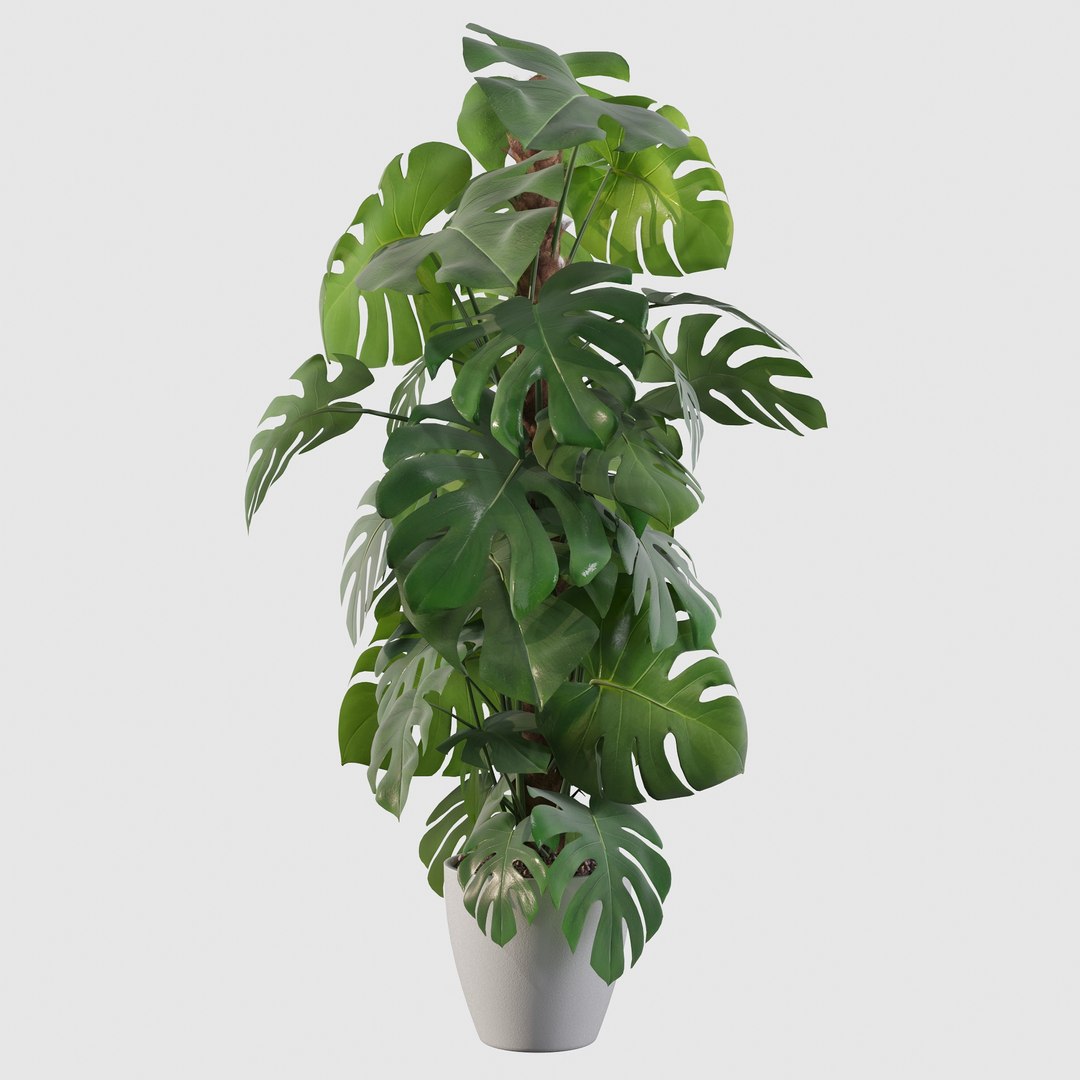 3D monstera https://p.turbosquid.com/ts-thumb/0h/ei2DO9/Ml/monsterae14/jpg/1648632697/1920x1080/fit_q87/4eb3622c5681eacf77a2e4ff29a4d14341279f1d/monsterae14.jpg