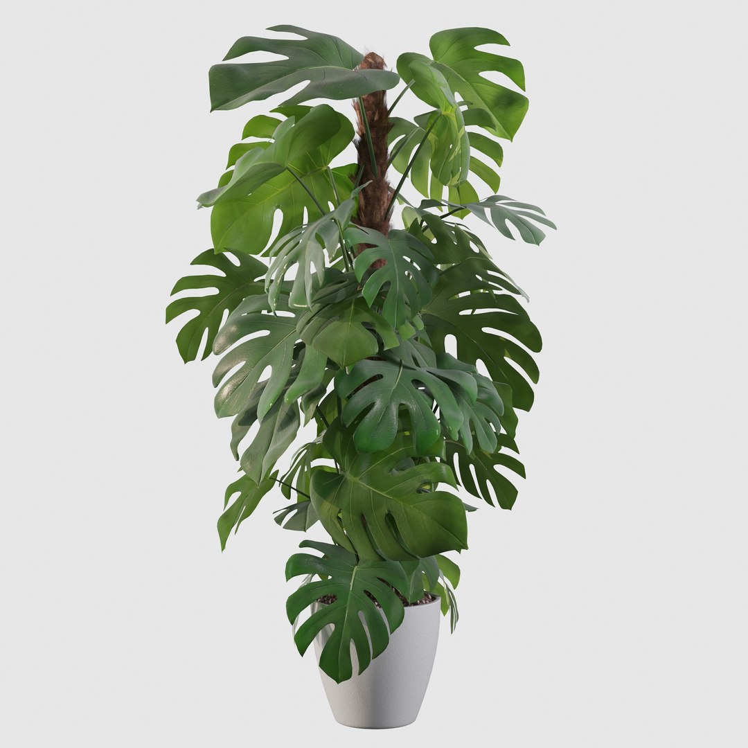 3D monstera https://p.turbosquid.com/ts-thumb/0h/ei2DO9/Pa/monsterae12/jpg/1648632696/1920x1080/fit_q87/7e34447c99302750b725aa24a307f70a73b2c649/monsterae12.jpg