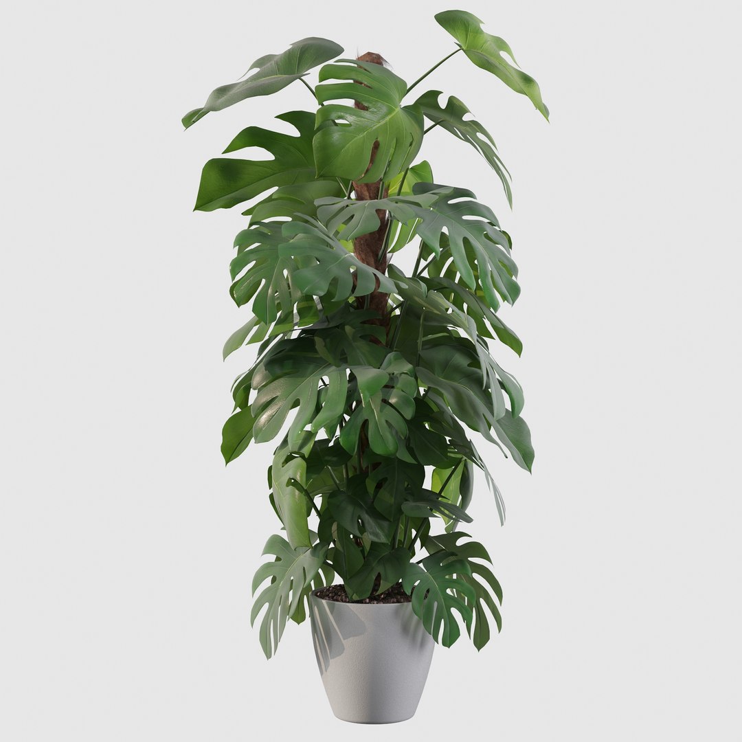 3D monstera https://p.turbosquid.com/ts-thumb/0h/ei2DO9/Y0/monsterae9/jpg/1648632696/1920x1080/fit_q87/897c0ffc190be60c4ecc55ffd7f9793102c8ffe7/monsterae9.jpg