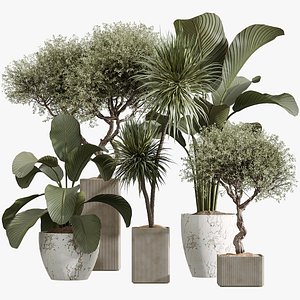 AV Indoor Plants Set 327 Mission Olive and Yucca Aloifolia Rostrata Palm and Lutea Cuban Cigar 3D