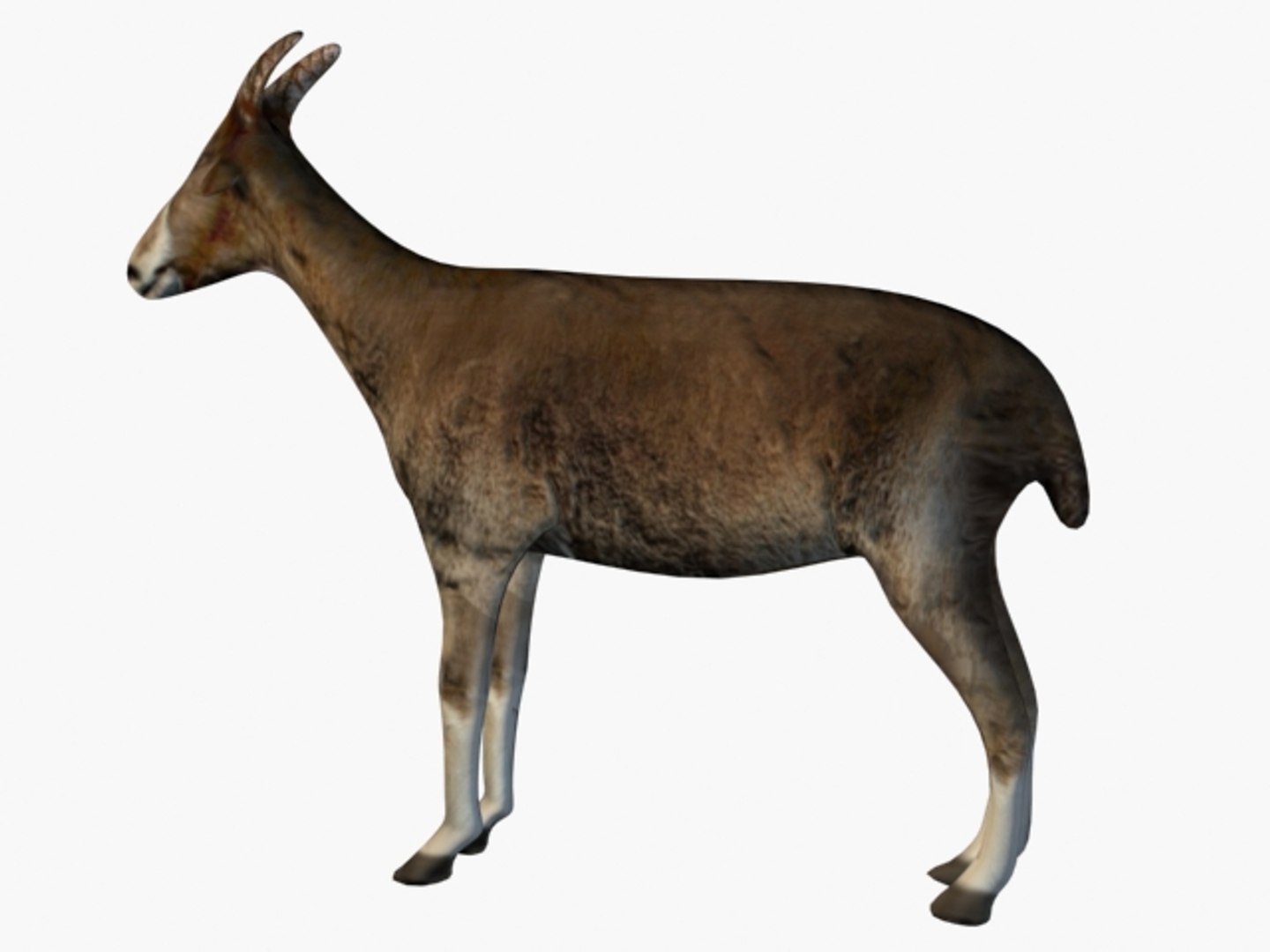 Max Goat