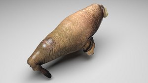 Walrus 3D