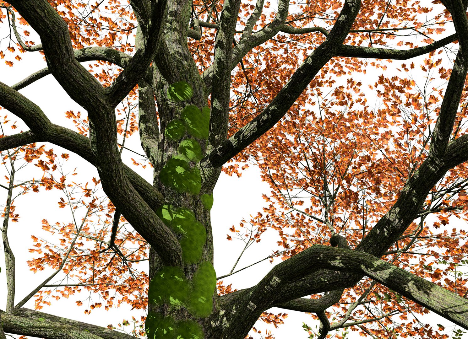 Realistic Bigleaf Maple Tree With Moss 3D Model - TurboSquid 2154119