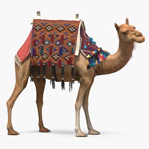 Camel with Decorated Saddle Fur Rigged