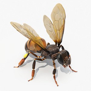 Honey Bee Insect Rigged 3D