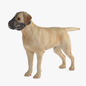 Labrador Dog White with Muzzle