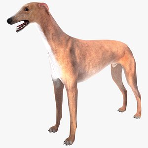 australian greyhound fur 3d max