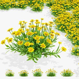 Coreopsis grandiflora flowers