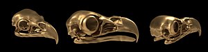 skull eagle 3d model