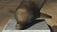 Collection de sculptures en bronze 11