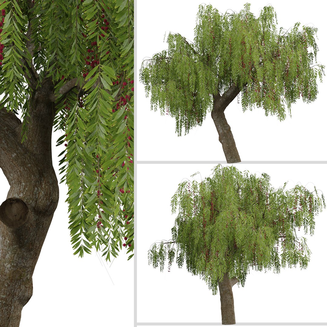 Schinus molle or Pink Peppercorn Tree - 1 Tree model https://p.turbosquid.com/ts-thumb/0i/n2WlRb/Ne/schinusmolle2/jpg/1670935748/1920x1080/fit_q87/eb75bf5be6fe7a820057d8efe717269a697040c9/schinusmolle2.jpg