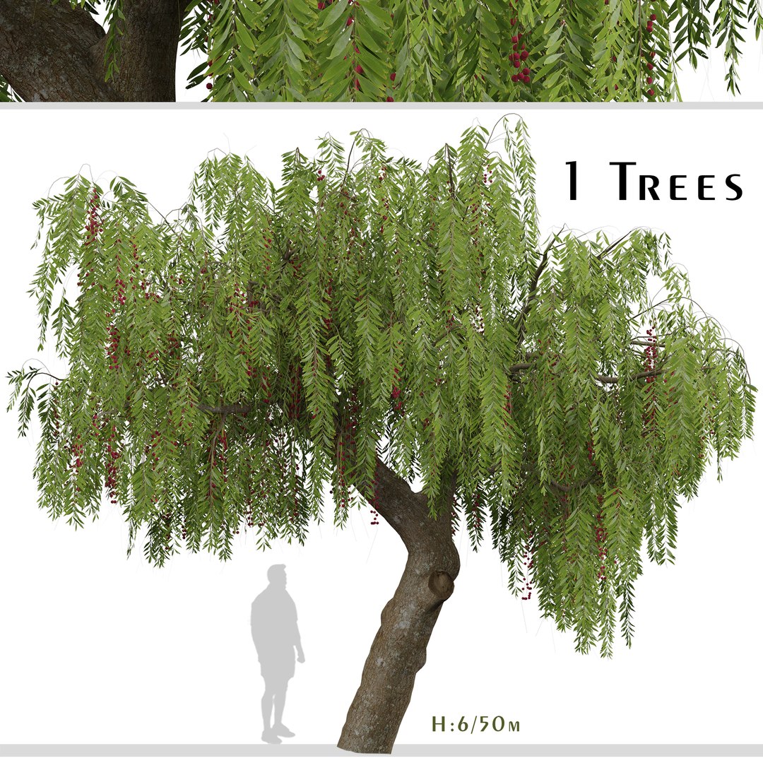 Schinus molle or Pink Peppercorn Tree - 1 Tree model https://p.turbosquid.com/ts-thumb/0i/n2WlRb/RS/schinusmollesetc/jpg/1670935119/1920x1080/fit_q87/ff92586f6f555bcc1e419fd209e0e9956865df8d/schinusmollesetc.jpg