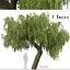 Schinus molle or Pink Peppercorn Tree - 1 Tree model