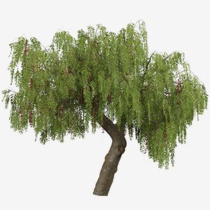 Schinus molle or Pink Peppercorn Tree - 1 Tree