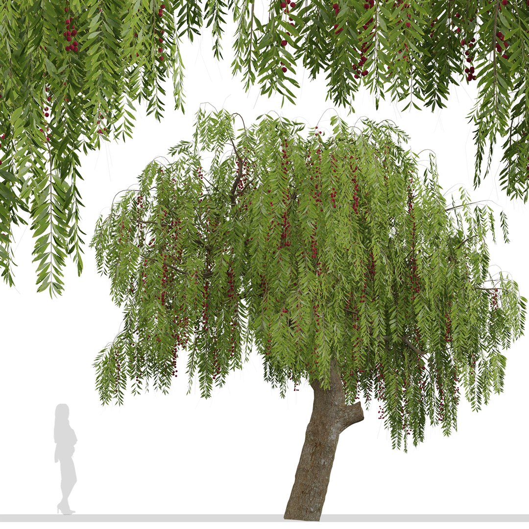 Schinus molle or Pink Peppercorn Tree - 1 Tree model https://p.turbosquid.com/ts-thumb/0i/n2WlRb/YA/schinusmolle1c/jpg/1670935119/1920x1080/fit_q87/7fd9e383450abd836a66a49101ad2fbcdd408e0c/schinusmolle1c.jpg