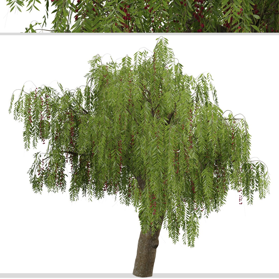 Schinus molle or Pink Peppercorn Tree - 1 Tree model https://p.turbosquid.com/ts-thumb/0i/n2WlRb/t5/schinusmolle3/jpg/1670934001/1920x1080/fit_q87/bb1b583a96b100873b874176d08187371787e4fd/schinusmolle3.jpg