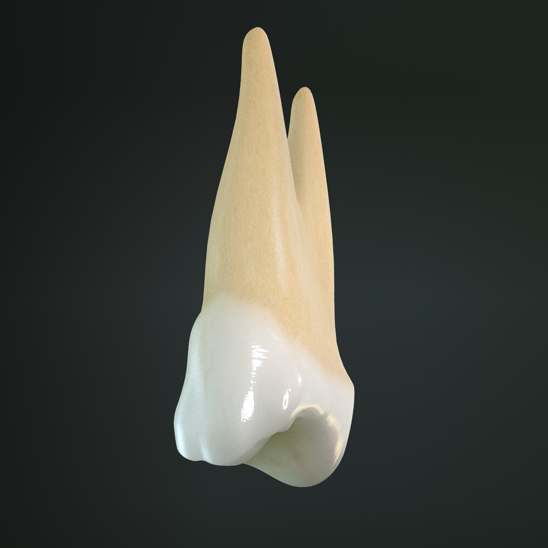 realistic dentition braces 3d max https://p.turbosquid.com/ts-thumb/0i/qVXpaE/5fo11bJD/ufp/jpg/1409096152/1920x1080/turn_fit_q99/f1d179ba1cac8d8cdd3d0f57b5b305ffd1a7018a/ufp-1.jpg