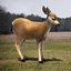 Real Time Textured Deer Fawn
