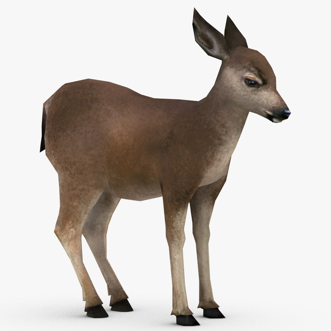 3d model deer fawn https://p.turbosquid.com/ts-thumb/0i/slqUcc/Cr7DGMzs/deer_fawn_textured_2/png/1328741797/1920x1080/fit_q87/6555749306a9eeb0dc77581c95206fabf6f6f3ca/deer_fawn_textured_2.jpg