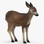 Real Time Textured Deer Fawn