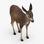 Real Time Textured Deer Fawn