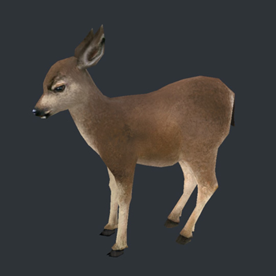 3d model deer fawn https://p.turbosquid.com/ts-thumb/0i/slqUcc/sIlJak8u/deer_fawn4/jpg/1194898639/1920x1080/fit_q87/8cd3829a9f88163721af3cd54f94fa80f234b061/deer_fawn4.jpg