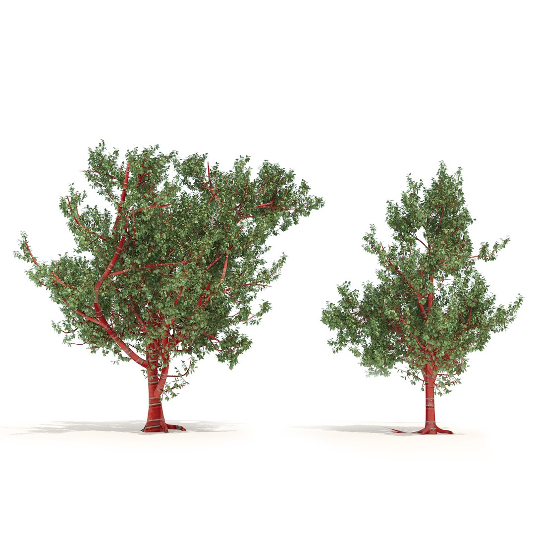 3D Birch Bark Cherry Trees - TurboSquid 2043953