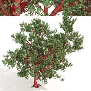 3D Birch Bark Cherry Trees