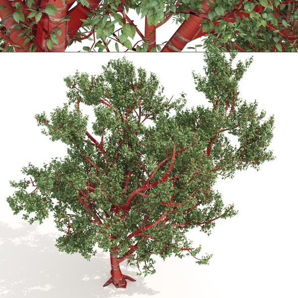 3D Birch Bark Cherry Trees