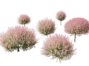 3D Salix integra Hakuro-nishiki - Dappled Japanese willow