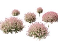 Salix integra Hakuro-nishiki - Dappled Japanese willow